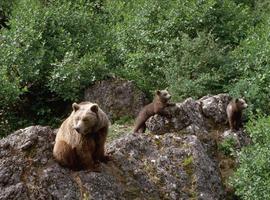 Censadas más de 30 osas y 60 crías en la Cordillera Cantábrica