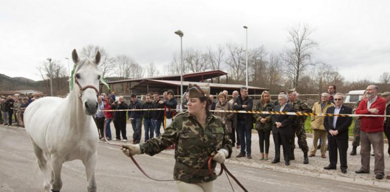 14 sementales de Mazcuerras para la campaña de montas en Asturias y Cantabria