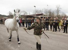 14 sementales de Mazcuerras para la campaña de montas en Asturias y Cantabria