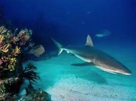 China y Japón, contra la protección de epecies marinas en peligro