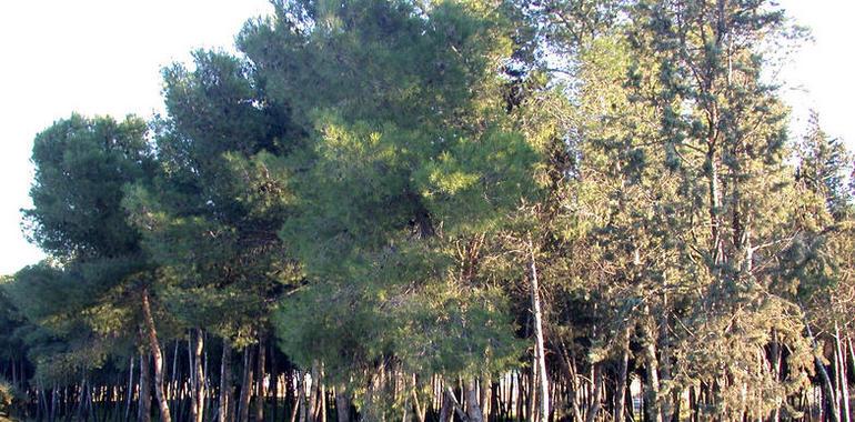 Un manual asesorará a los propietarios de la provincia de Valladolid en la gestión forestal sostenible