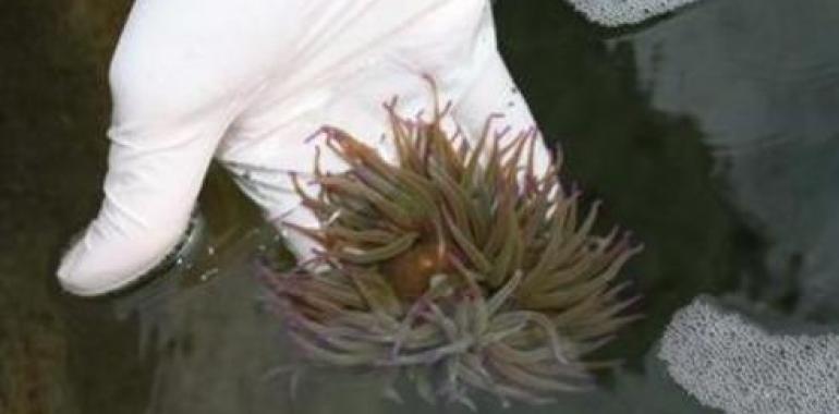 Producen por primera vez en cautividad la ‘ortiguilla de mar