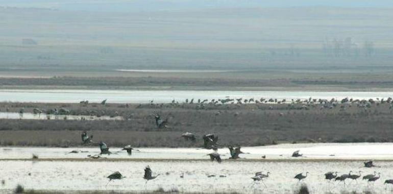 La Laguna de Gallocanta bate récord histórico de grullas con 114.700 en un solo día