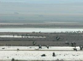 La Laguna de Gallocanta bate récord histórico de grullas con 114.700 en un solo día