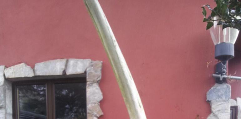 Aparecen los restos de una ballena azul en una playa de Coaña
