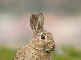 ¿Y si desaparecieran los conejos en Doñana