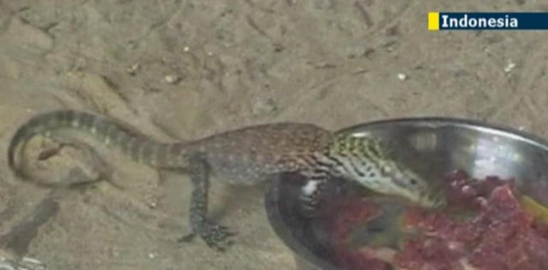 Siete dragones de guardería