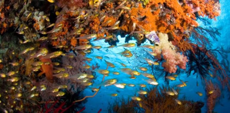 Buceo en el archipielago de Raja Ampat, Indonesia