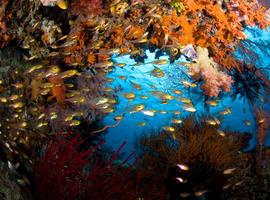 Buceo en el archipielago de Raja Ampat, Indonesia