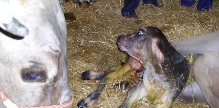 Asturias consigue que la UE no sacrifique ganaderías enteras por una sola vaca lloca