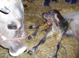 Asturias consigue que la UE no sacrifique ganaderías enteras por una sola \vaca lloca\