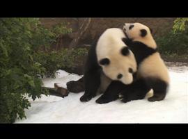 15 toneladas de nieve para regalar un día excepcional al pequeño panda Xiao Liwu