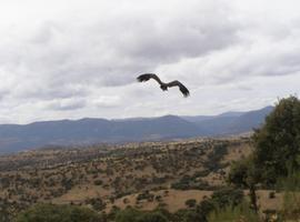 Liberan un ejemplar de buitre negro tras lograr su curación 