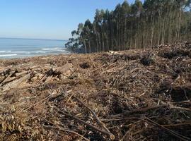 Galicia soltará soltará 1,5 millones de parasitos para luchar contra el gorgullo del eucalipto