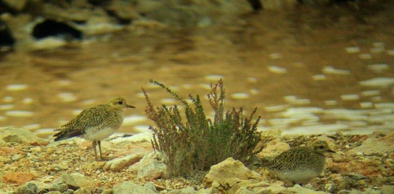 Inyectan agua de mar en las salinas de Marchamalo para salvar la avifauna