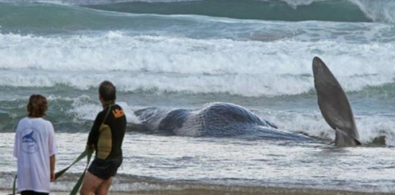 México implanta un Protocolo de Atención para Varamiento de Mamíferos Marinos