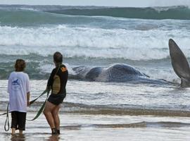 México implanta un Protocolo de Atención para Varamiento de Mamíferos Marinos