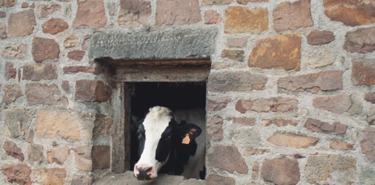 FORO defiende en el Senado el Centro Nacional Tecnológico de la Leche para Villaviciosa 