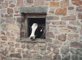 FORO defiende en el Senado el Centro Nacional Tecnológico de la Leche para Villaviciosa 