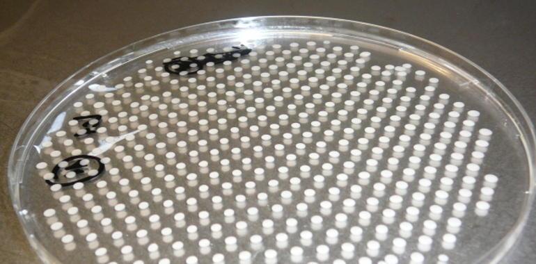Identificado un mecanismo de comunicación entre bacterias