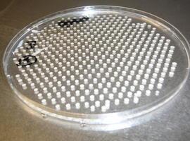 Identificado un mecanismo de comunicación entre bacterias