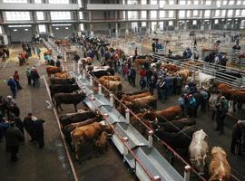 Campo afirma que la Consejería reduce su aportación a los seguros agrarios