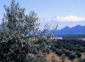 Fraudes en el aceite de oliva al descubierto