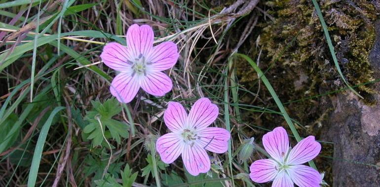 53 taxones de plantas endémicas crecen en El Bierzo por sus condiciones climáticas