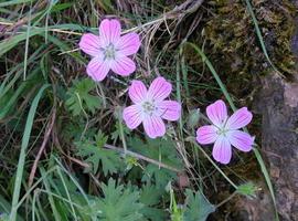 53 taxones de plantas endémicas crecen en El Bierzo por sus condiciones climáticas