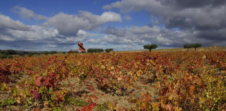 El proyecto ‘HAproWINE obtiene compuestos de alto valor añadido a partir de residuos vinícolas