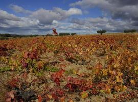 El proyecto ‘HAproWINE obtiene compuestos de alto valor añadido a partir de residuos vinícolas