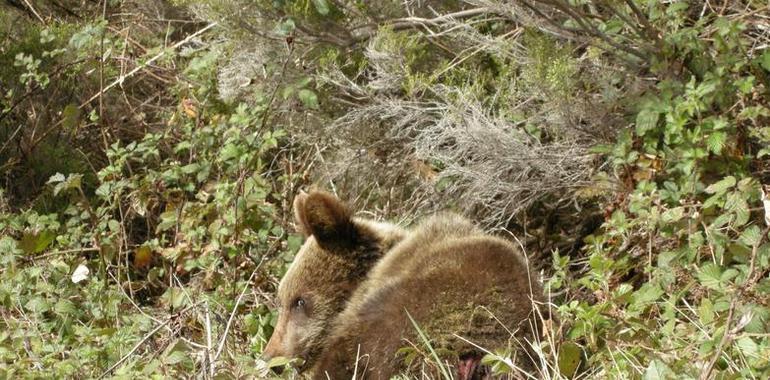 La osa herida encontrada en  Cangas de Narcea evoluciona favorablemente con reservas