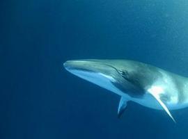 La protesta internacional hace que Japón capture menos ballenas 