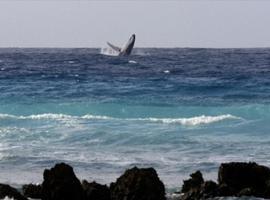  Avistamiento de cetaceos en Virgin Islands en el Mar Caribe