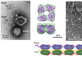 Descubierta la estructura de la ribonucleoproteína del virus Bunyamwera 