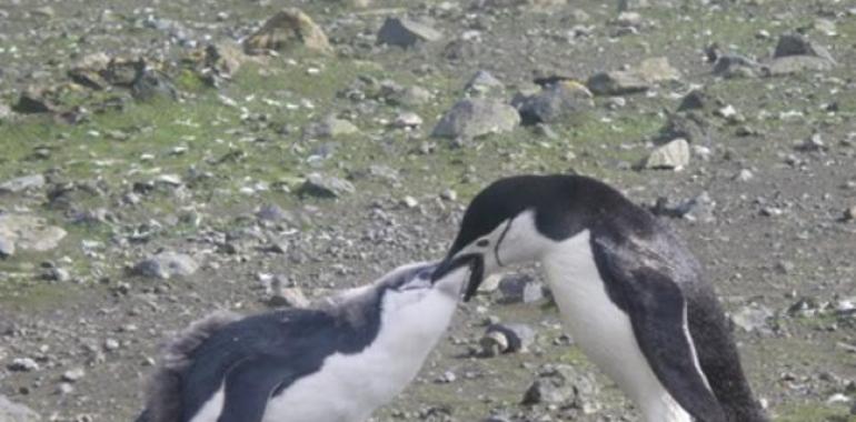 El pingüino barbijo es un genio del olfato