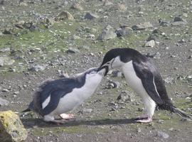 El pingüino barbijo es un genio del olfato