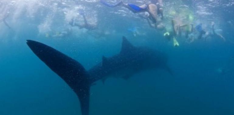 Top destinos de buceo del mundo: Las Islas Similan y Surin en Tailandia