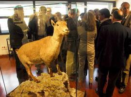 El bucardo rememora su historia en el Centro de Visitantes del Parque Nacional de Ordesa 