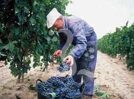 Establecen los parámetros de calidad para uva de vinificación