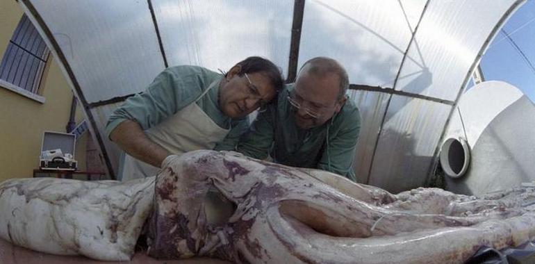 Un calamar gigante asturiano y otro australiano pueden aparearse porque sólo hay una especie