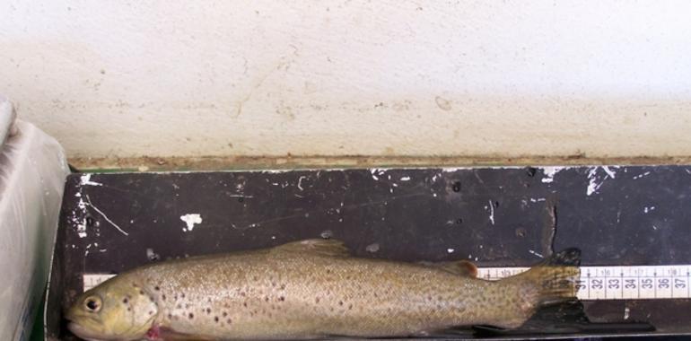 Los peces continentales ibéricos no quieren barreras