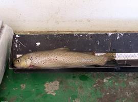 Los peces continentales ibéricos no quieren barreras