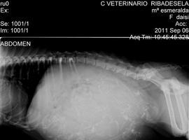 200 veterinarios de toda españa actualizan conocimientos en Gijón y comparten experiencias 