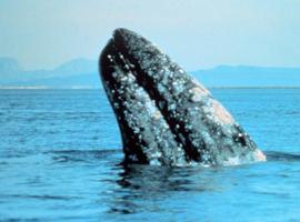Contabilizan  mil 858 ballenas adultas y ballenatos en El Vizcaíno