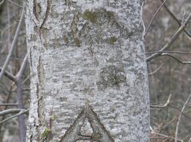 Poznera