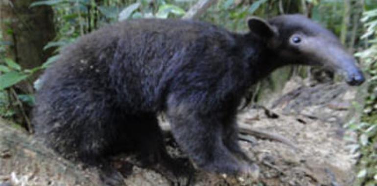 Liberación de un Oso Hormiguero en el Parque Nacional Podocarpus
