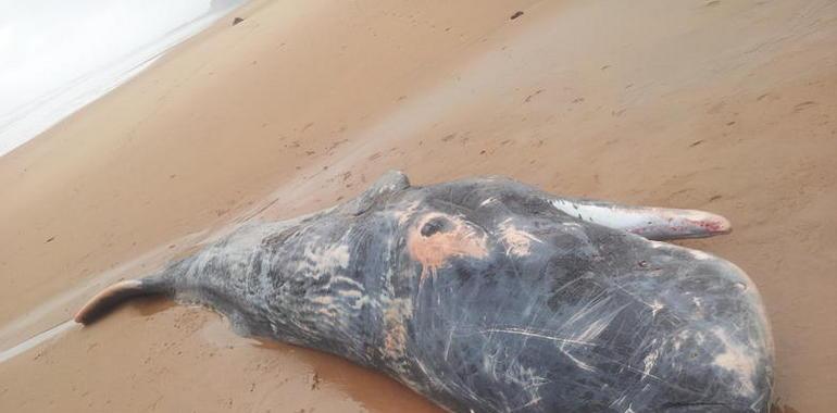 Aparece un cachalote varado en la Playa de Vega, presunta víctima de un calamar gigante