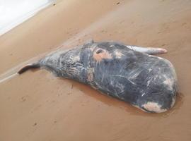 Aparece un cachalote varado en la Playa de Vega, presunta víctima de un calamar gigante