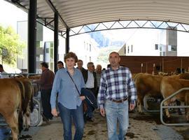 Concurrida edición del Concurso de Raza Asturiana de los Valles en Teverga